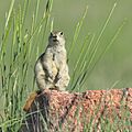 Urocitellus richardsonii GNP 13