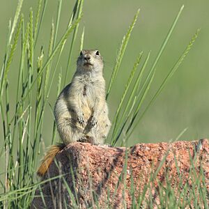 Archivo:Urocitellus richardsonii GNP 13
