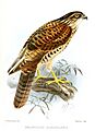 UrospiziasAlbogularisKeulemans