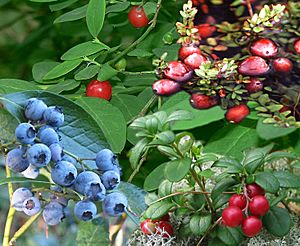 Archivo:Vaccinium