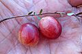 Vaccinium macrocarpon 5445082