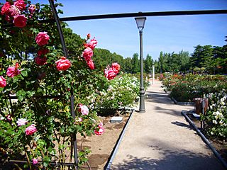 Vista de la rosaleda del parque del Oeste.jpg