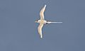 White-tailed Tropicbird - Phaeton lepturus 2.jpg