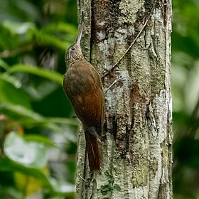 Xiphorhynchus beauperthuysii - Line-crowned Woodcreeper; Manacapuru, Amazonas, Brazil (cropped).jpg