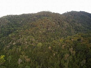 Archivo:Zona boscosa al centro de la Parroquia Paracotos