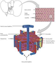 Archivo:2423 Microscopic Anatomy of Liver es