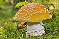 AD2009Sep20 Amanita muscaria 02