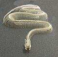Anaconda amarilla