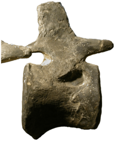 Archivo:Apatosaurus caudal vertebra pneumatic fossa