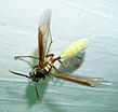 Archivo:Apoica pallens ? Nocturnal Paper Wasp. (7420612738)