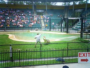 Archivo:Australia zoo-Raffi Kojian-CIMG6415
