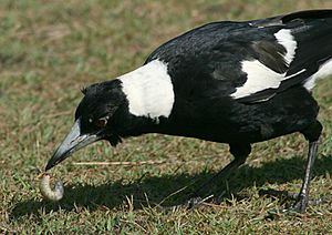 Archivo:Australian Magpie Digging Grub