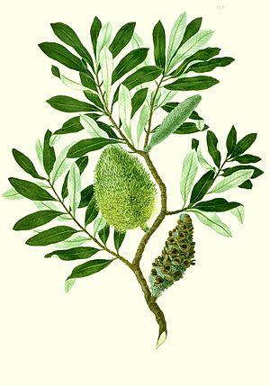 Archivo:Banksia integrifolia watercolour from Banks' Florilegium