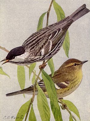 Archivo:Black-poll Warbler NGM-v31-p313-B