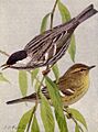 Black-poll Warbler NGM-v31-p313-B