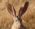 Black-tailed jackrabbit (6785302534)