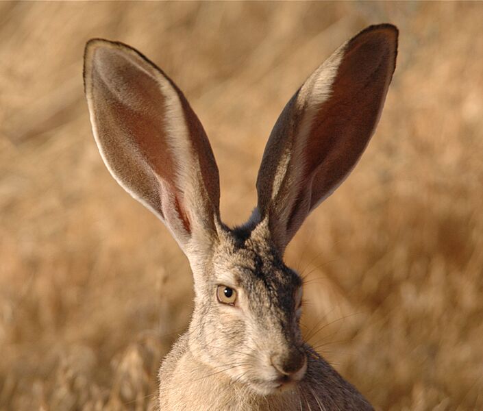 Black-tailed jackrabbit (6785302534)