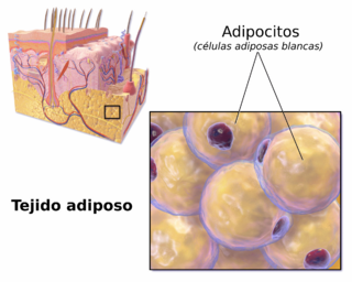 Blausen 0012 AdiposeTissue-es.png