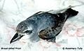 Broad billed prion