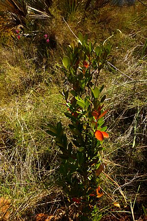 Archivo:Buxus balearica0601