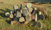 Cactus (Opuntia ficus-indica), Acatlán, Hidalgo, México, 2013-10-11, DD 01.JPG