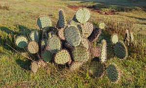 Archivo:Cactus (Opuntia ficus-indica), Acatlán, Hidalgo, México, 2013-10-11, DD 01