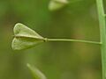 Capsella bursa pastoris 1 beentree
