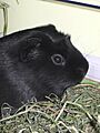 Cavia porcellus-Licorice