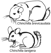 Archivo:Chinchilla - croquis comparatif