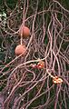Couroupita guianensis 2