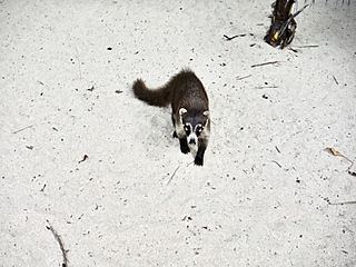 Cozumel Island Coati .jpg