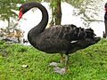 Cygnus Atratus Singapore2