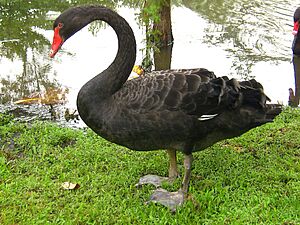 Archivo:Cygnus Atratus Singapore2