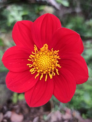 Archivo:Dahlia coccinea (Asteraceae)