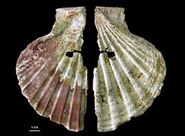 Archivo:Decorated shell from Cueva Antón
