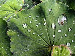 Archivo:Dew on a leaf