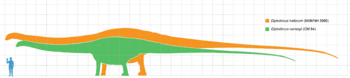 Archivo:Diplodocus scale