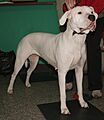 Dog argentyński 111