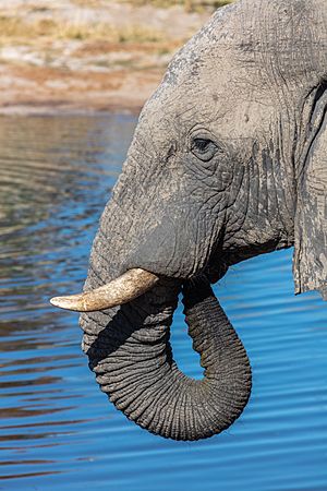 Archivo:Elefante africano de sabana (Loxodonta africana), Elephant Sands, Botsuana, 2018-07-28, DD 118