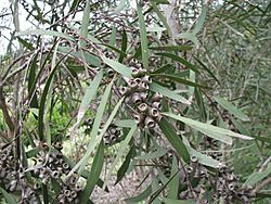 Eucalyptus viridis.JPG