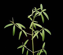 Euphorbia xanti4 ies.jpg