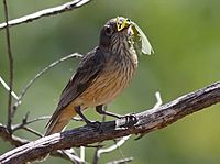 Female Rufous Whistler feeding