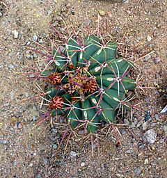 Archivo:Ferocactus emoryi 'Conville's barrel cactus' (Cactaceae)