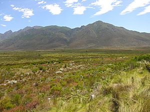 Archivo:Fynbos-landscape-1