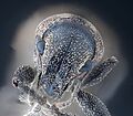 Gorgojo (Curculionoidea)