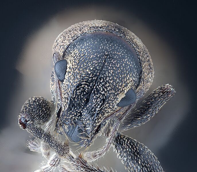 Gorgojo (Curculionoidea)