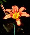 Hemerocallis fulva 01EB China Sichuan Pingwu 09 06 04
