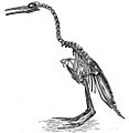 Hesperornis Regalis - Project Gutenberg eText 16474