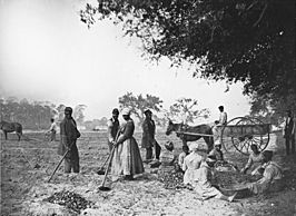 Archivo:James Hopkinsons Plantation Slaves Planting Sweet Potatoes