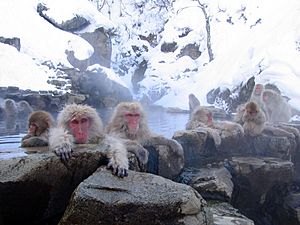 Macacos japoneses en las fuentes termales de Nagano